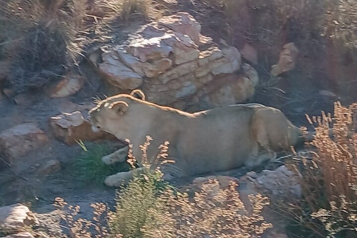 Safari Big Five da Città del Capo con trasporto, pranzo e ingresso al parco inclusi