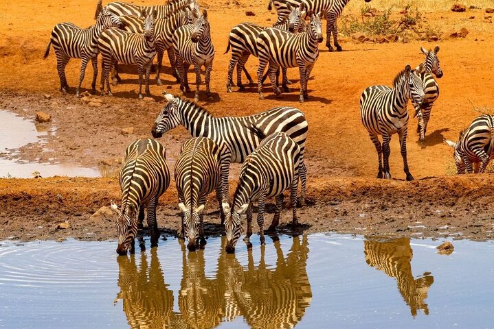 Tour de safari Big 5 de día completo en Aquila Private Game Reserve