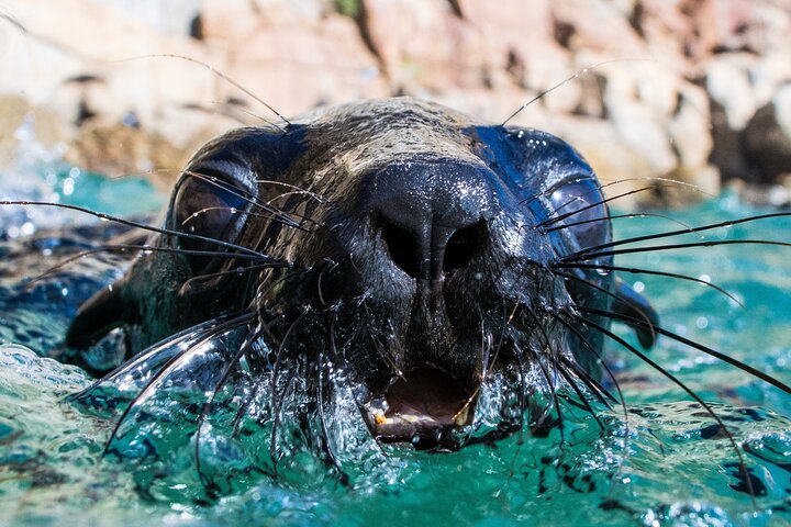 Attività di nuoto con le foche a Plettenberg Bay