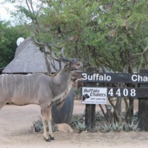 Buffalo Chalets, Малелане