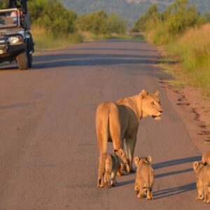 6 Hour Pilanesberg National Park Safari