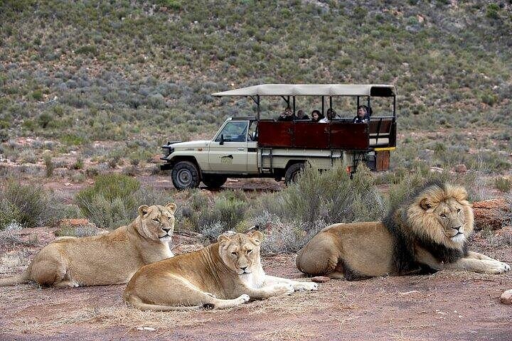 Experiência de safari em Aquila e vinhos: excursão privada de dia inteiro na Cidade do Cabo