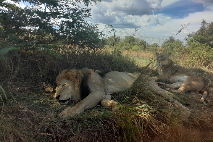 3 Tage Big-5-Safari im Krüger-Nationalpark