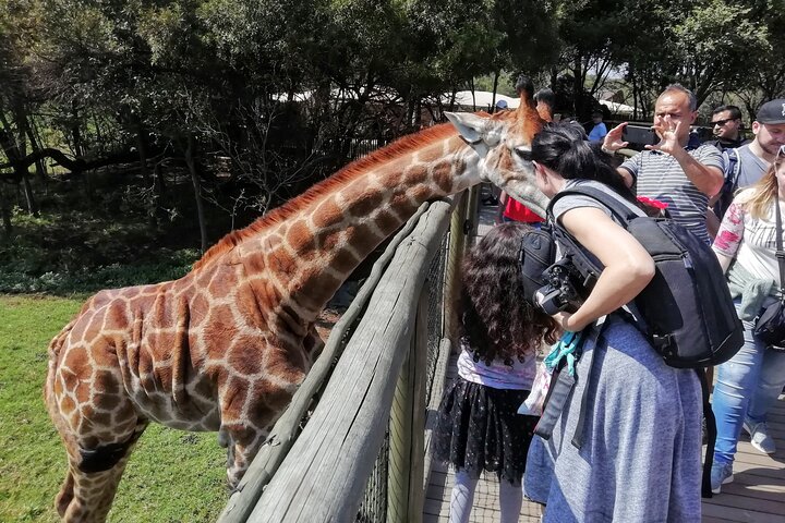 Tour di mezza giornata del Lion and Safari Park