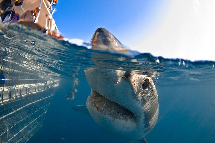 Immersione in gabbia con gli squali con aria gratuita in gabbia da Gansbaai
