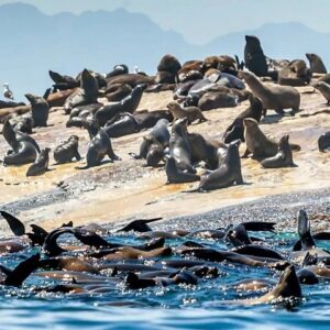 Mossel Bay 海豹岛之旅
