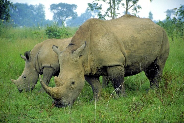 Tour por Tala Game Reserve, Phezulu Safari y Durban