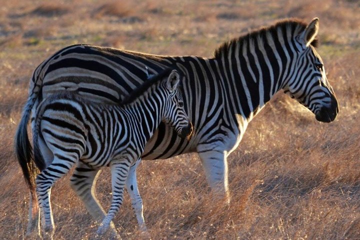 CIUDAD DEL CABO: safari de día completo en Stellenbosch y cata de vinos