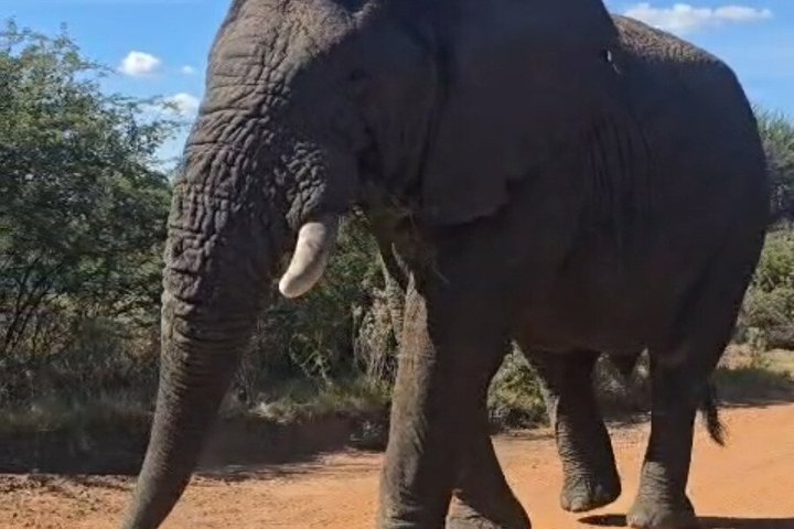 Safari de medio día por los Big Five en Dinokeng