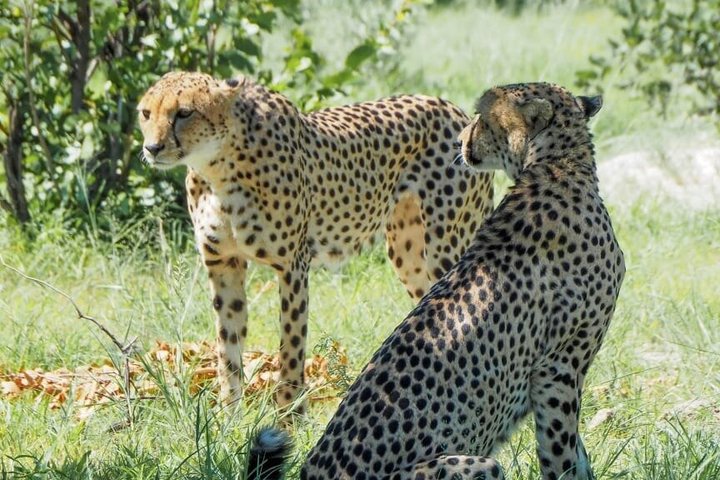 Viaje Signature de safari desde Ciudad del Cabo: 8 días de cultura y fauna