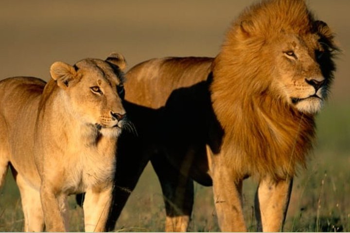 12 Days South Africa Safari from Johannesburg to Cape Town