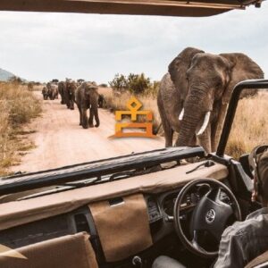 3-Hour Safari Tour in Pilanesberg National Park