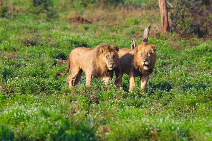 Halbtägige Safari im Löwenpark