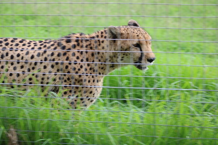 Встреча в Cheetah Outreach и Giraffe House, тур с дегустацией вин