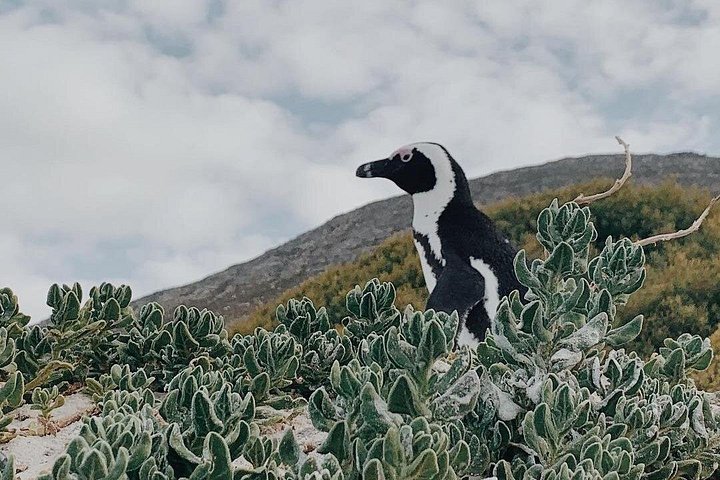 Pinguine: Private Tour - Kap der Guten Hoffnung & Cape Point ab Kapstadt