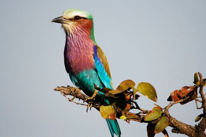 Full Day Birding in Kruger National Park With Picnic Lunch