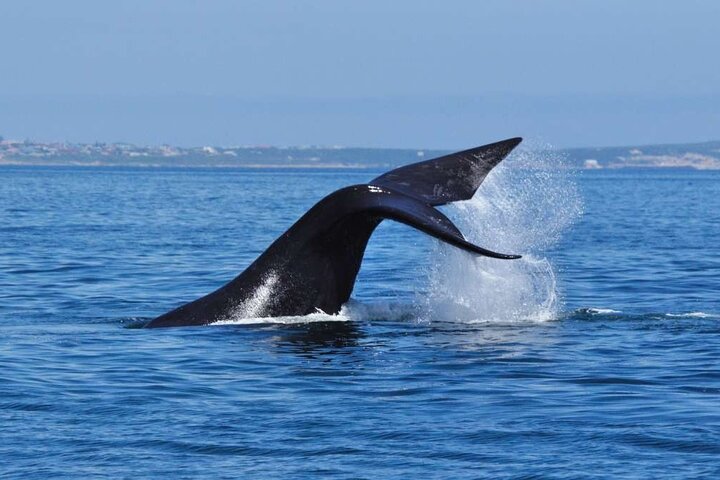 Kapstadt: Privater Hubschrauberflug – Marine Big Five und Haie