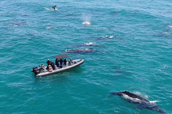 Observação de baleias de 1 dia em Yzerfontein