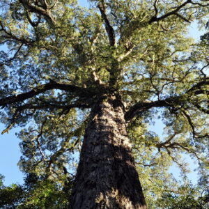 Looking up the massive fluted trunk of an Outeniqua yellowwood into its spreading canopy, surrounded by indigenous forest and blue sky