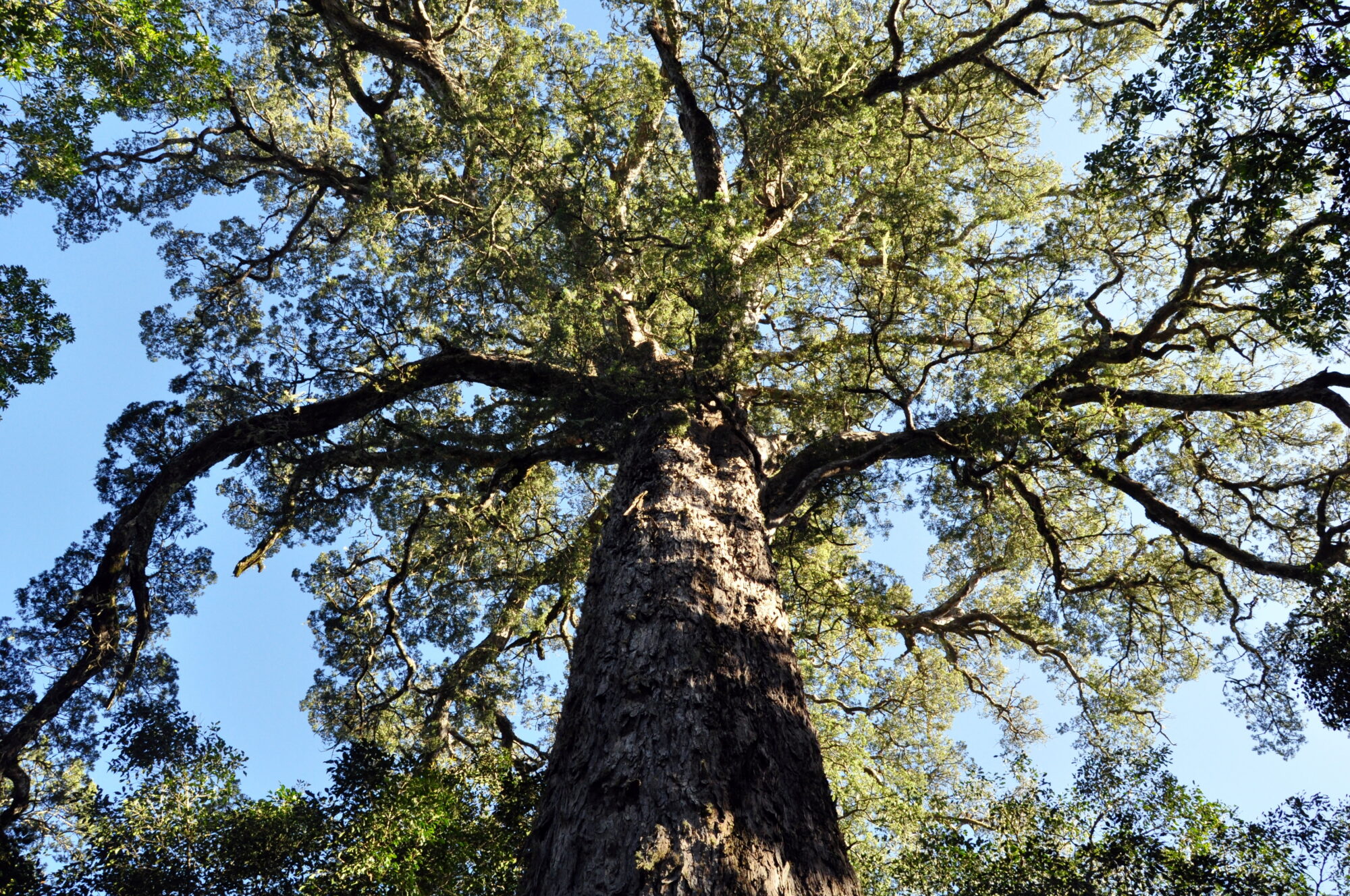 Looking up the massive fluted trunk of an Outeniqua yellowwood into its spreading canopy, surrounded by indigenous forest and blue sky