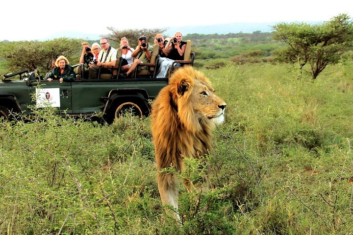5 Tage Kapstadt: Big-Five-Safari - Oudtshoorn - Knysna - Mossel Bay