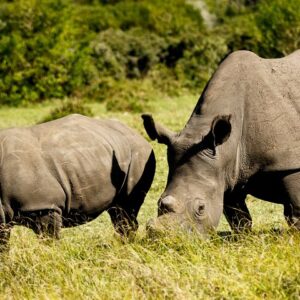 Wild Kragga Kamma Game Park: Private Tour ab Port Elizabeth