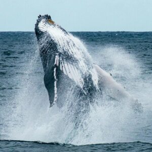 Avistamiento de ballenas en Hermanus y cata de vinos