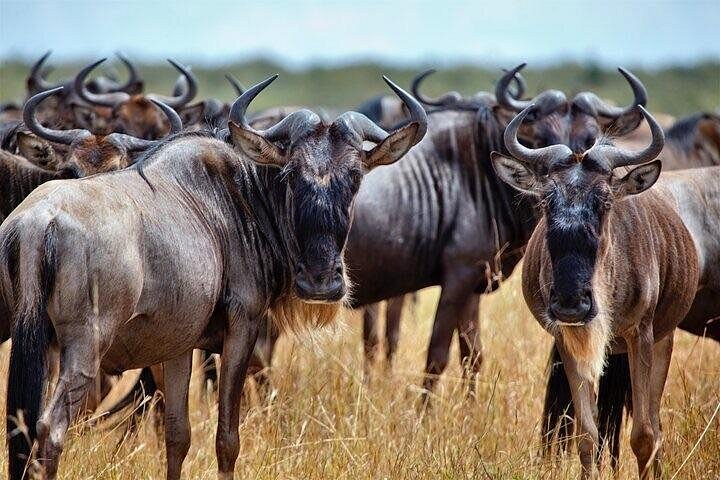 4 Days Kruger Katekani Big 5 Safari from Johannesburg