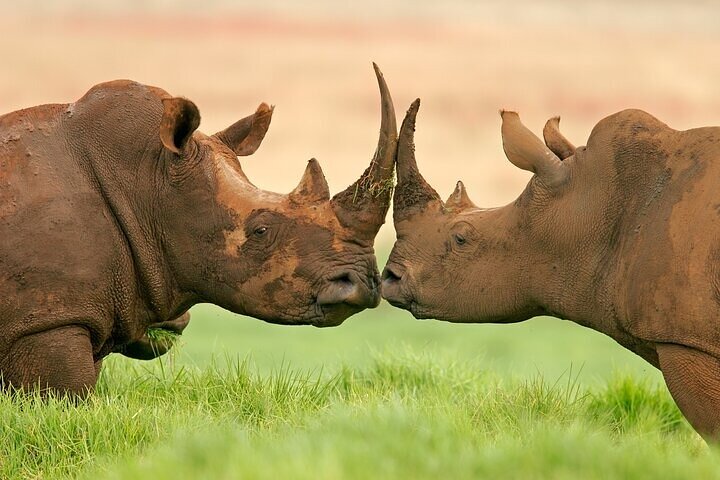Tour de safari Big 5 de 2 días en Kruger por carretera desde Johannesburgo