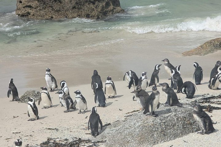 Full-Day Peninsula Tour to Cape Point and Penguins in Cape Town