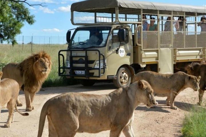 Pilanesberg Nature Reserve e Safari Park Lion, privado