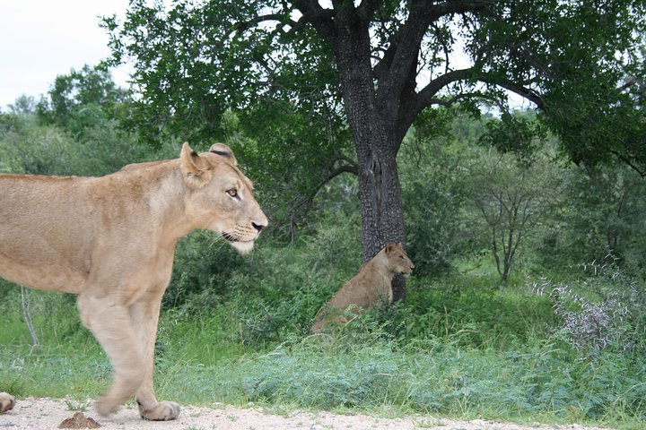 Сафари с «большой пятёркой» из Хейзивью на целый день