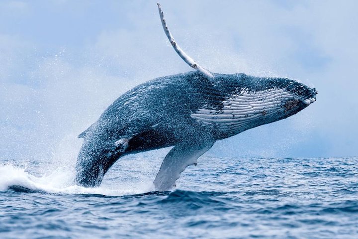 Observação de baleias em Hermanus e excursão de prova de vinhos a partir da Cidade do Cabo