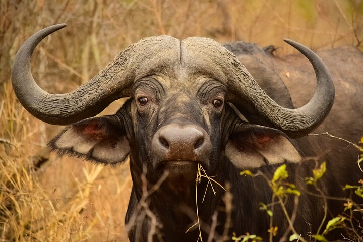 5-tägige Kruger-Safari ab Johannesburg