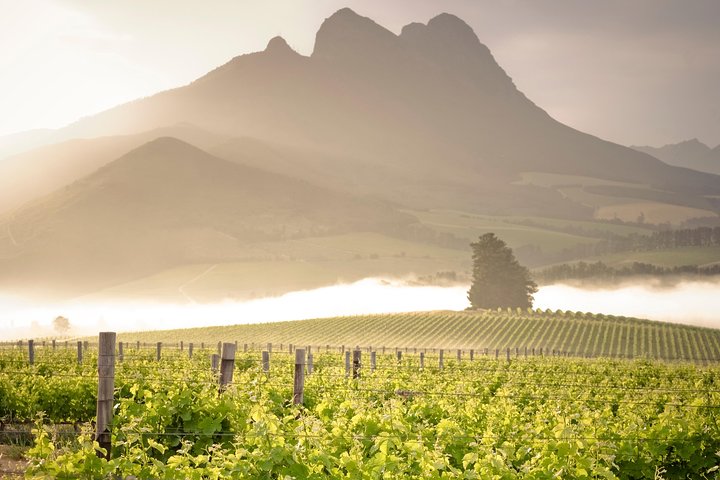 Vine Hopper: Hop-on-Hop-off-Weintour – Nordroute