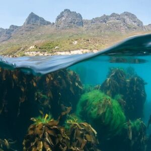 Animal Ocean Safaris