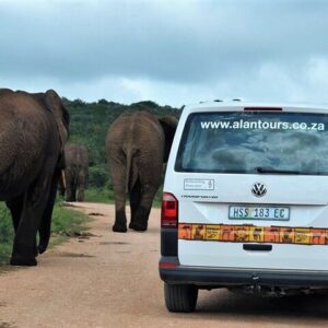 Parc national des Éléphants d’Addo au départ de Port Elizabeth – FD01
