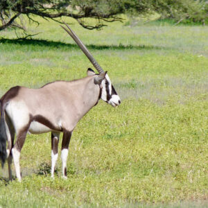 A gemsbok bull with long straight horns and bold black and white face markings standing in green grass beneath a low camelthorn tree