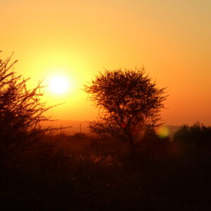 Low sun burning orange through thorn-tree branches over dark bushveld, the trees and horizon reduced to silhouettes