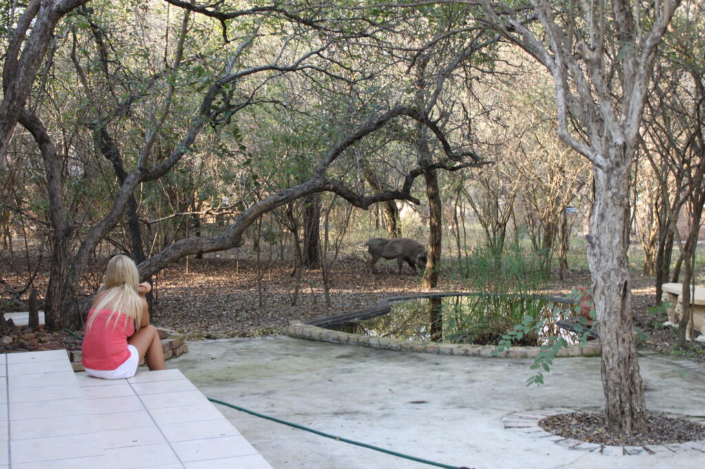 A woman sits on a house patio watching a warthog graze beside a small garden pond, with bushveld trees all around