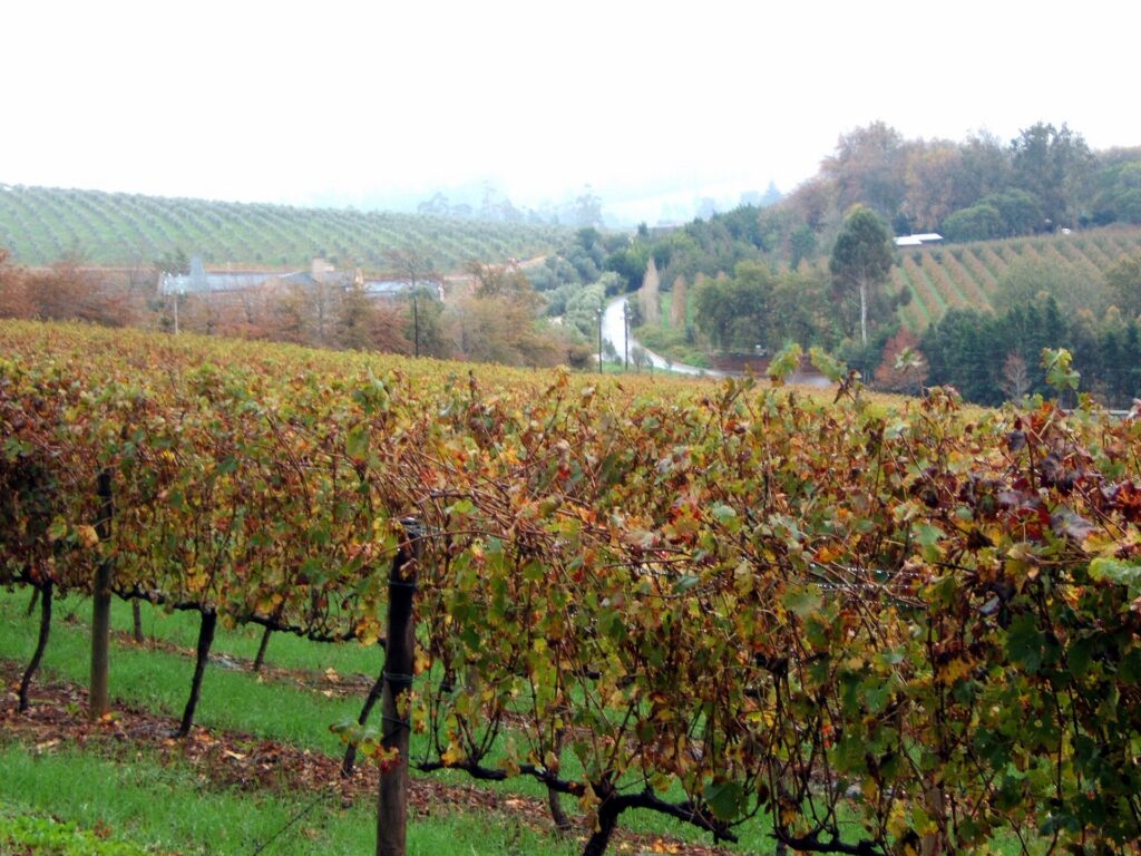 Vineyard landscape near Stellenbosch